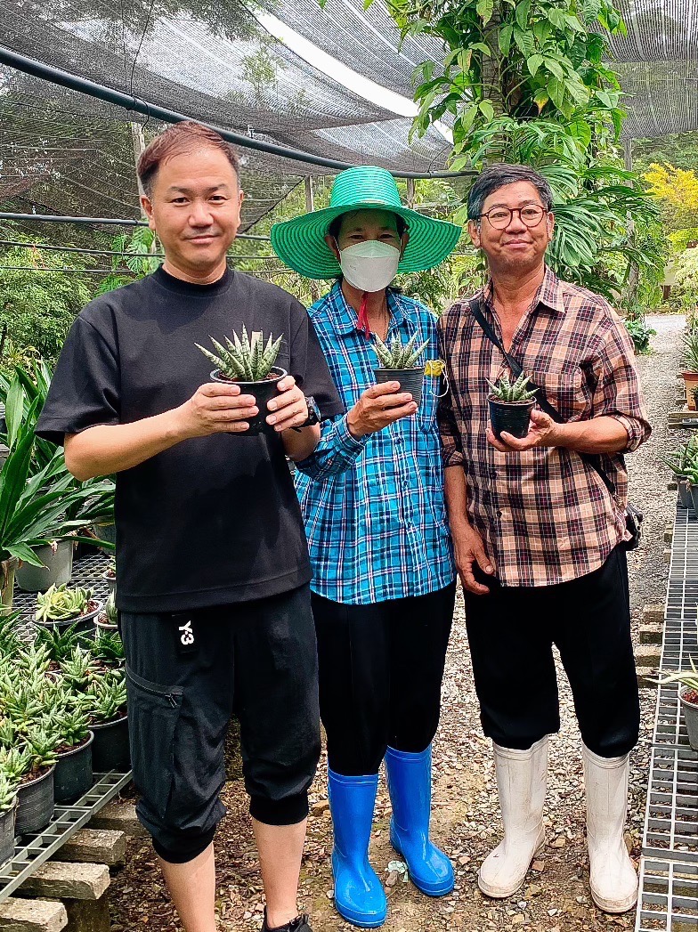 海外で見つけた、珍しいレアサンセベリア5選｜PLANT JOURNAL by